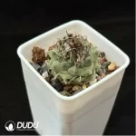 Cactus-Turbinicarpus schmiedickeanus - Image 2