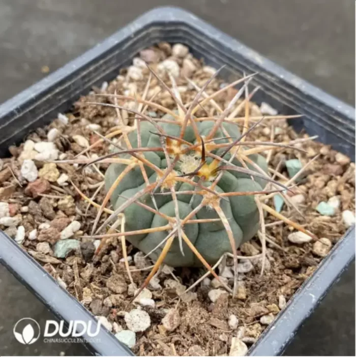 Cactus-EchinoCactus-Chaocupingwan - Image 2