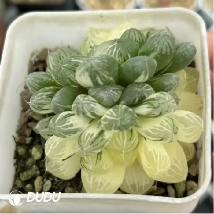 Haworthia Cooperi sp Suzhou cluster Variegated Double Head - Image 2