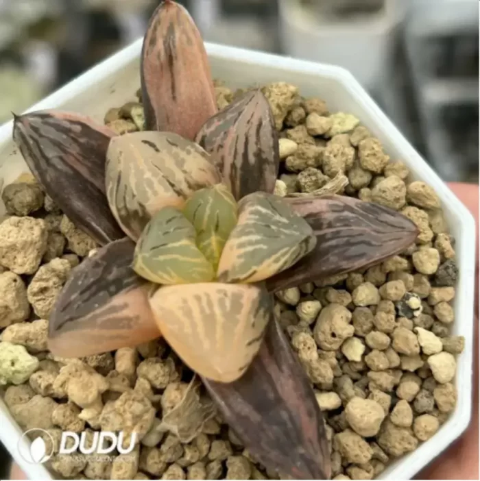 Haworthia 'Nuoyulu' Variegated - Image 2