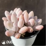 Pachyphytum Beauty Finger - Image 2
