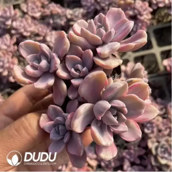 Graptoveria Mrs Richards/Graptoveria Gypsy Variegated Clustering - Image 2