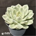 Echeveria 'Moon Fairy'variegated - Image 2