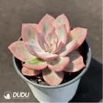 Echeveria Pink Harry - Image 2