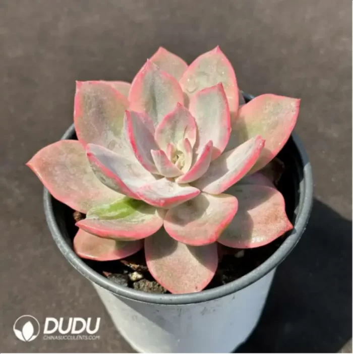 Echeveria Pink Harry - Image 2