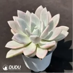 Graptoveria 'Opalina'variegated - Image 2