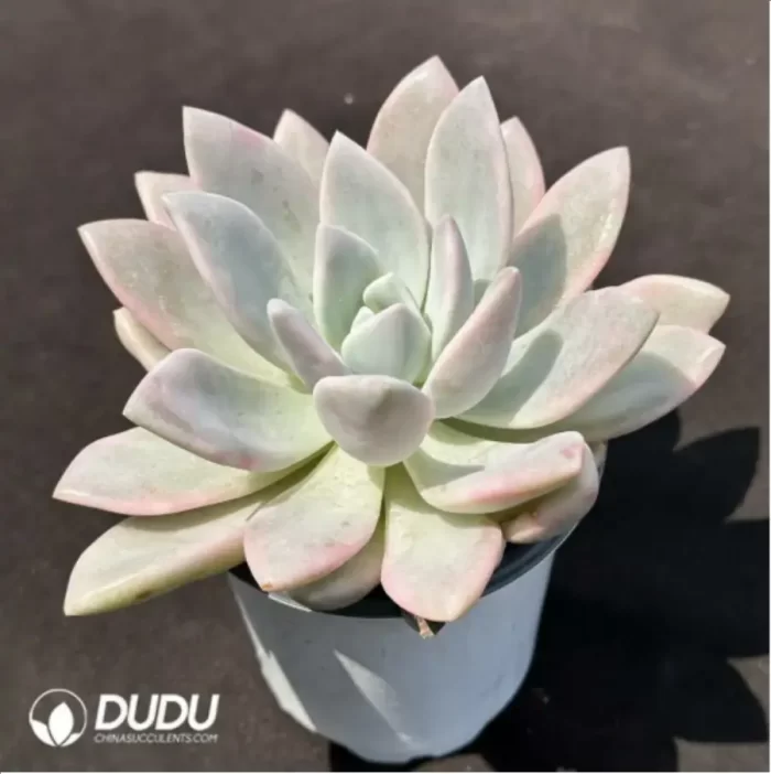 Graptoveria 'Opalina'variegated - Image 2