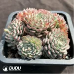 Echeveria Blue Minima Clustering - Image 2
