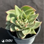 Echeveria 'Ek Soul' Variegated - Image 2