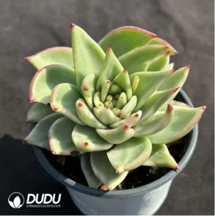Echeveria 'Ek Soul' Variegated - Image 2
