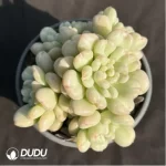 Echeveria Bey Clustering - Image 2