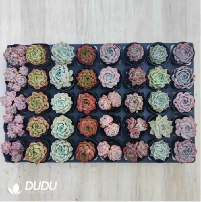 AC Echeveria Set-1 - Image 2