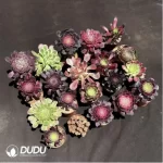Aeoniums Random Collocation 8pcs - Image 2