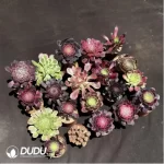 Aeoniums Random Collocation 16pcs - Image 2