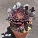 Aeonium Copper Pot - Image 2