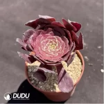Aeonium Black Lori - Image 2