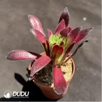 Aeonium Peacock - Image 2