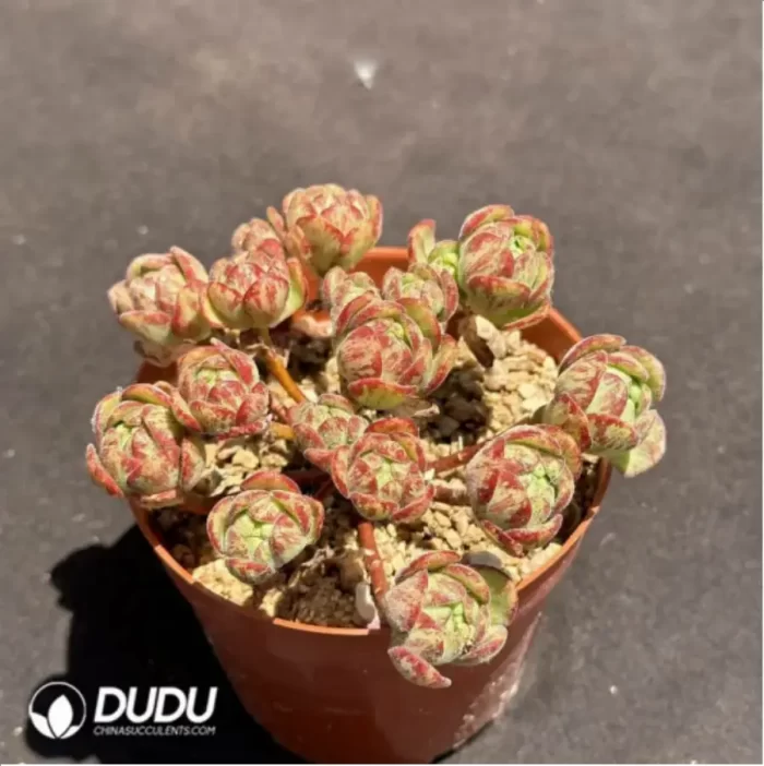 Aeonium Little Fox Clustering - Image 2