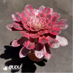 Aeonium Sweet Pomegranate - Image 2