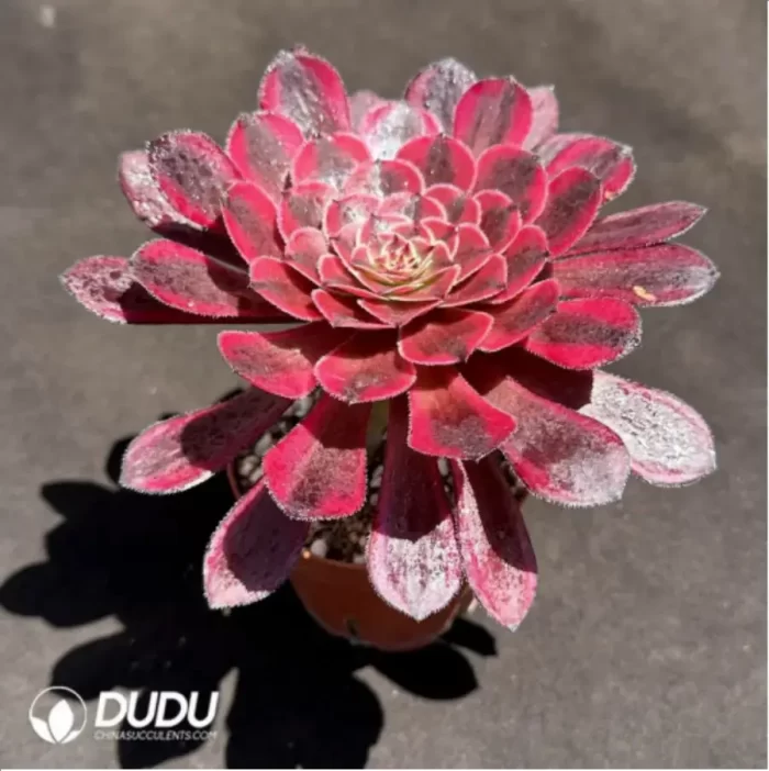 Aeonium Sweet Pomegranate - Image 2