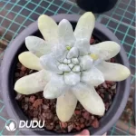 Dudleya Thumb - Image 2