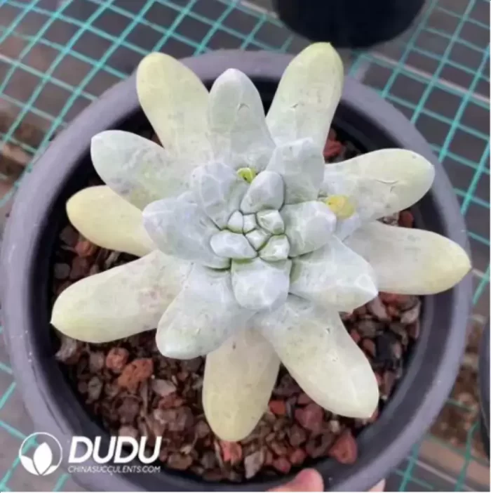Dudleya Thumb - Image 2