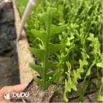 Cactus-fish bone - Image 2