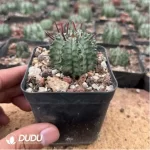 Euphorbia-Horrida Boiss - Image 2