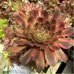 Aeonium Pink Cloud Clustering - Image 2