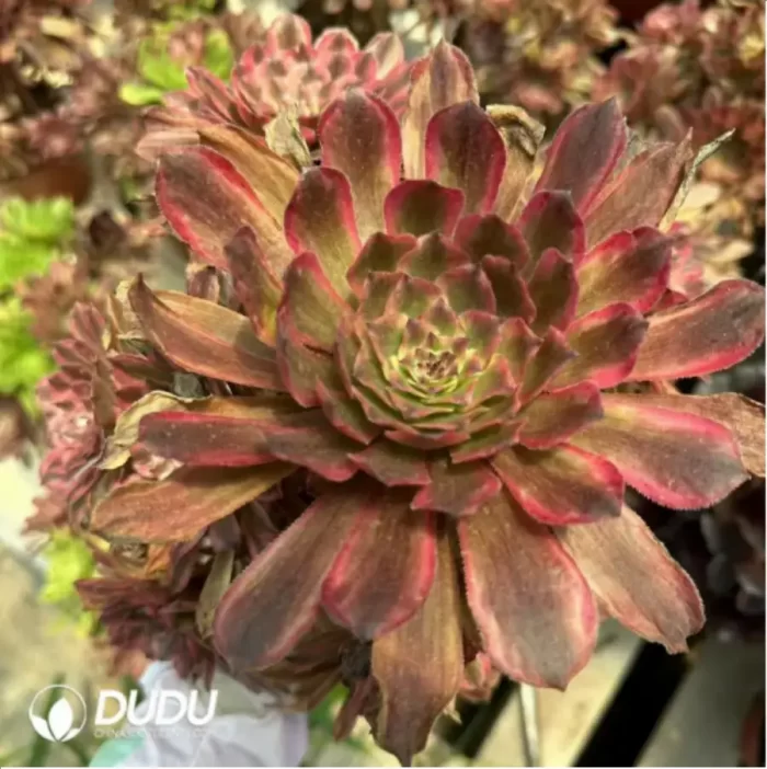 Aeonium Pink Cloud Clustering - Image 2