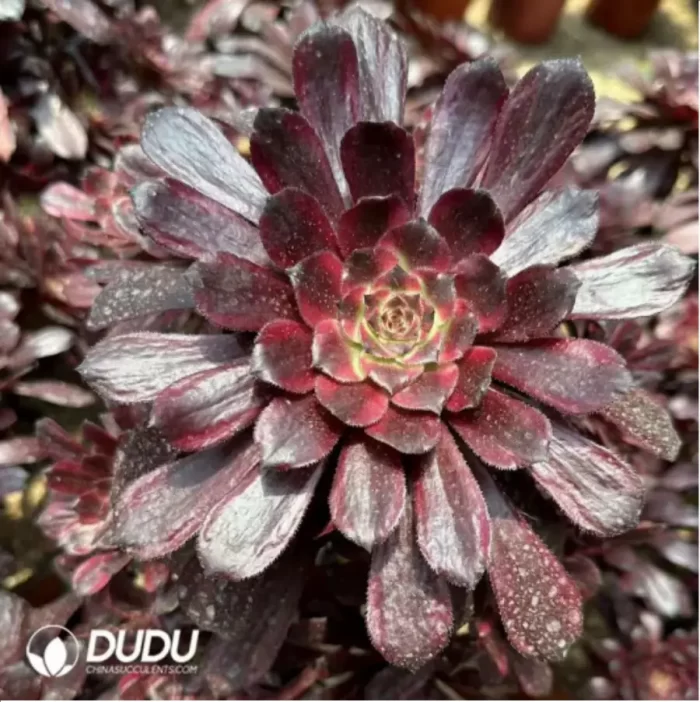 Aeonium Yaoji Clustering - Image 2