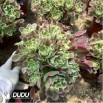 Aeonium Baifeng Variegated Clustering - Image 2