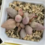 Adromischus Ice cream - Image 2