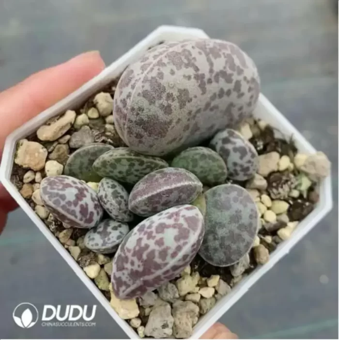 Adromischus Hallii Hyb - Image 2