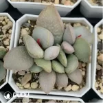 Adromischus Glass - Image 2