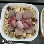 Adromischus Sweetheart - Image 2