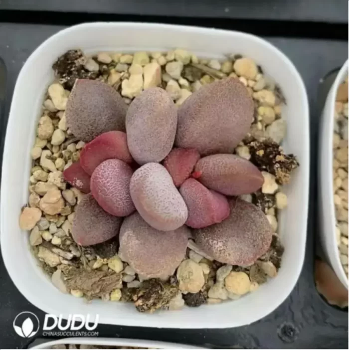 Adromischus Sweetheart - Image 2