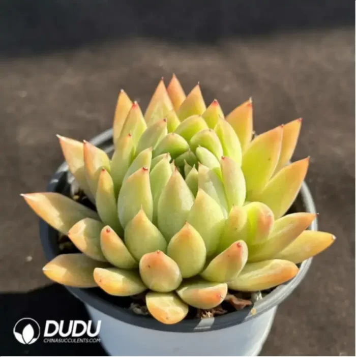 Echeveria Starmusic - Image 2