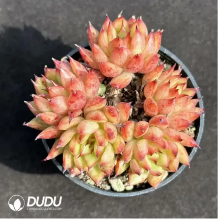 Echeveria Meteor Shower Clustering - Image 2