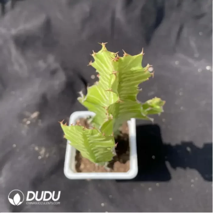 Cactus-Ferocactus latispinus - Image 2