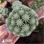 Euphorbiaceae-Euphorbia-Sepulta Clustering(Grafted)) - Image 2