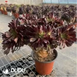 Aeonium Arboreum Velour European NO.8 - Image 2