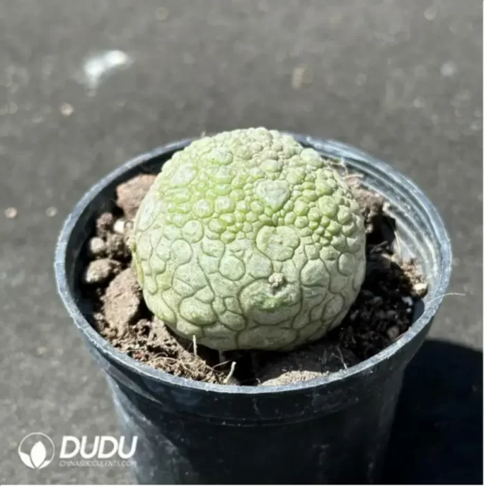 Asclepiadaceae Pseudolithos Migiurtinus - Image 2