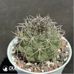 Cactus-Gymnocalycium saglionis (Cels) Britton & Rose - Image 2