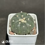 Cactus-Astrophytum asterias line - Image 2