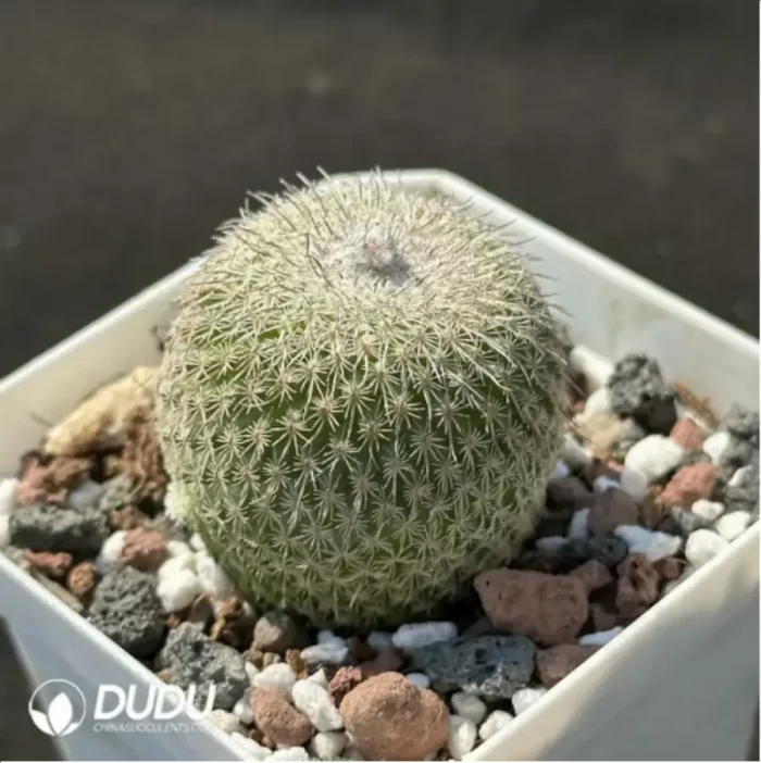 Cactus-Epithelantha micromeris ssp. unguispina - Image 2