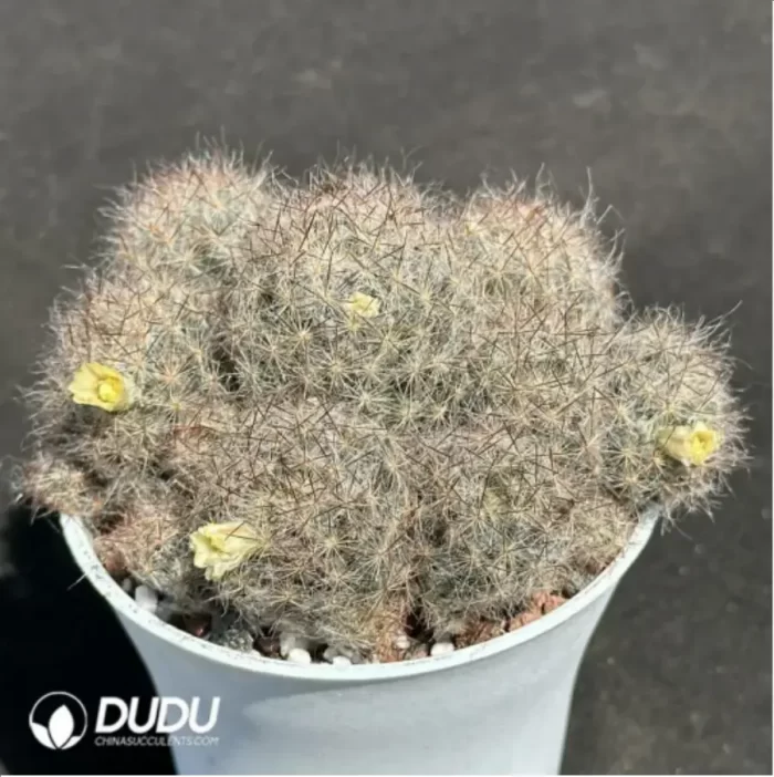 Cactus-Mammillaria prohjera - Image 2