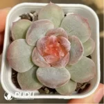 Echeveria Rose - Image 2