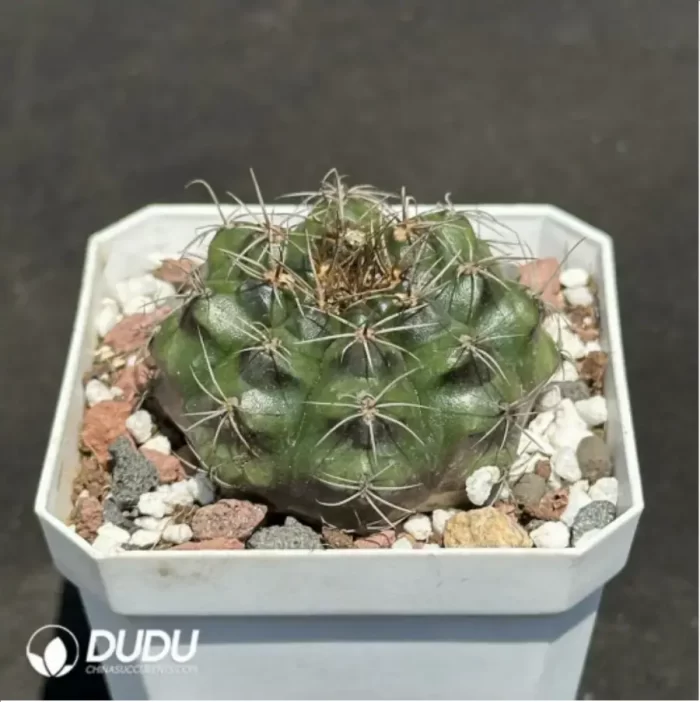 Cactus-Gymnocalycium damsii - Image 2