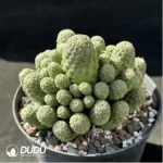 Cactus-Sulcorebutia callecallensis Clustering - Image 2